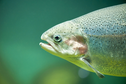 The New Endangered Species "Protection" Requirements for Steelhead Trout Will Impact Water Managers’ Options and Groundwater Sustainability Plans